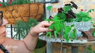 Secret Herb Garden