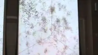 Collective Motion: Some Models and Experiments
