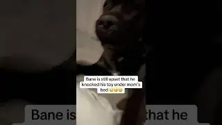 Bane shenanigans, he was mad #raisingbane #funnydogvideos #pets #baneplays