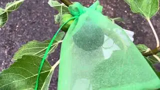 The many benefits of organza bags when growing figs