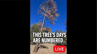 Taking Down a Pine Tree for Chainsaw Carving Logs 🔴 LIVE