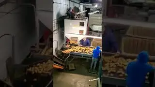 🥔POTATOES 🥔 2022 season. USA visa program H2A.
