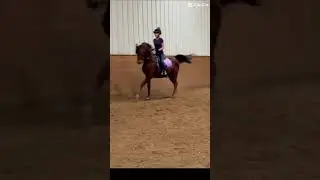 Spicy boy! ❤️ #horse #equestrian #fyp