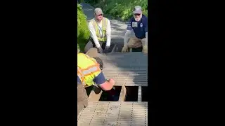 Trapped Baby Moose Reunited With Mom