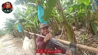 Paano mag apply ng fertilizer 