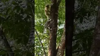Monkey Becomes the Cat&rsquo;s Climbing Coach&hellip; Tree Play Goes Wild 🐒🐱🌳