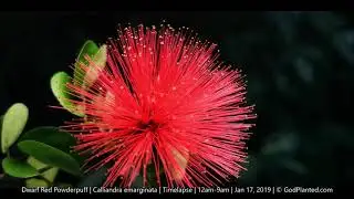 GodPlanted.com | Dwarf Red Powderpuff | Calliandra emarginata | Jan 17, 2019