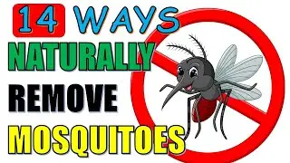 14 Natural Ways To Get Rid of Mosquitoes Effectively