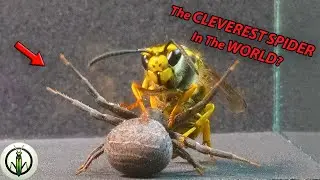 &iexcl;AMAZING ENCOUNTER! WASP and Crab Spider REVEAL NEVER Seen Skills