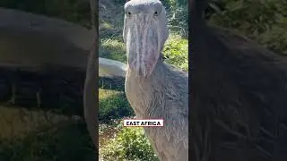 SHOEBILL STORK! || SimplyFactz  #shorts #shoebillstork #youtubeshorts