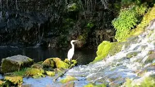 Yellow feet Egrets along the Golden Valley. River Boyd