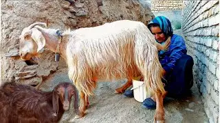 Milking sheep and giving milk to goats | rural lifestyle village