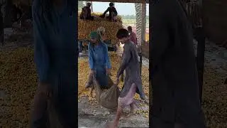 Dates Washing for Dry Dates Processing in Traditional Way