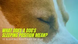 What does a dog's sleeping position mean? 10 Sleeping Positions of Dog