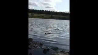 Rainbow trout from lough Navar county Fermanagh