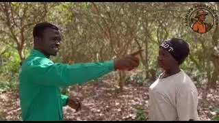 Sowing Seeds, Reaping Success Ama Nyarko's 45 Acre Cashew Farming Story