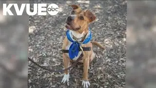 Pet of the Week: Meet Penny