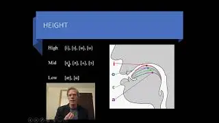 Phonetics Part 8: American English Vowels, Height