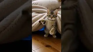 Funniest Cat Expressions Ever 😹