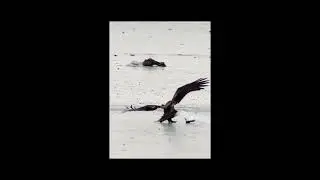 THE WORLD OF BIRDS