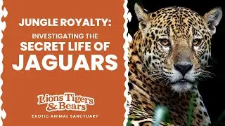 Jungle Royalty: Investigating the Secret Life of Jaguars | Lions Tigers & Bears Animal Sanctuary