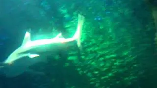 Sea life blackpool part 1