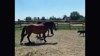 Ponytraining