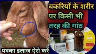 बकरियों के शरीर पर किसी भी तरह की गांठ का पक्का इलाज||Ganth ka paka illaj ase kare