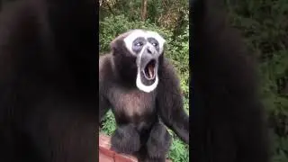 Macaco gritando wow