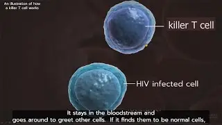 Rapidly reduces HIV viral load with Killer T cells (CD8)