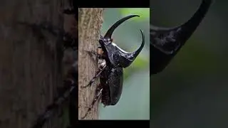 2023 Beetle V/S 5500 Bce beetle | nytcomparison | #youtubeshort #comparison #2023shorts #foryou