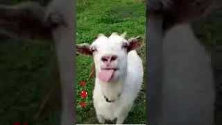 Sweet Baby Goat Talking to Human MOM,I LOVE YOU #animals #animal #love #goat #shorts #Natural #goats