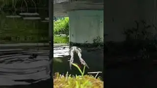 Ranas Saltando y Comiendo Insectos a C&aacute;mara Lenta | #Shorts