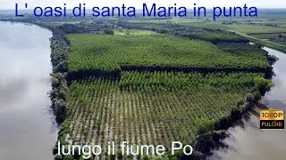 l' oasi di Santa Maria in punta (reloaded 2020) lungo il fiume Po
