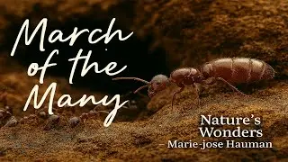 March of the Many #ants #natureswondersmariejosehauman #songnew #marchofthemany #antcolony #insect