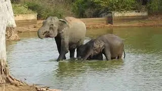 Janaka safari jeep tours - Yala