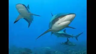Ron & Fez - Back-to-Back Radio Sharks