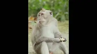 Monkey Lover #foruyou #panda #twinmoments