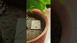 Hibiscus Plant Growth🌺|| ID-HVH Quasar|| New buds##blooming soon##garden#balcony#shorts_video