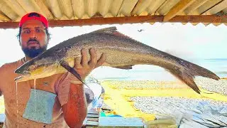 Amazing Seer Fish Slicing Skill | Huge Cobia Fish Cutting Skill By Expert Fish Cutter