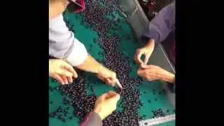 Grape sorting in St. Emilion