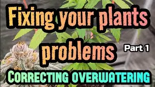 Fixing your plants problems Part 1. How to correct overwatering once it happens  #FC4800, #FCE8000