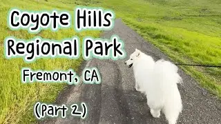 Coyote Hills Regional Park (Part 2)📍Fremont, CA 🐾 dog friendly trail