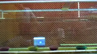 RoboSnail Lab Test 1: Basic Cleaning Operation