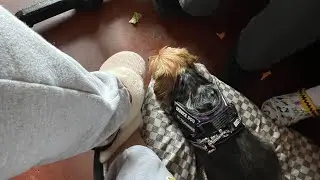 Service dog outing at Kohl&rsquo;s and a Restaurant: my service dog had a little bit of a off day 