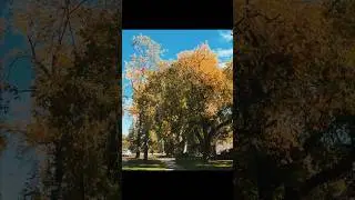 ASMR Walk 🎧 Autumn Walk in a Canadian Neighborhood | Nature Sounds Birdsong | British Columbia