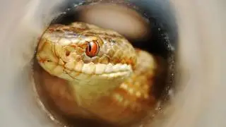 Adder conservation