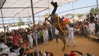 Best Camel Dance Performance Video at Rajasthan Pushkar Camel Fair.Dancing Camel.ऊंट
