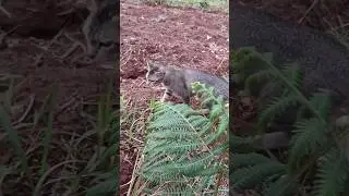 Cat smelling nature