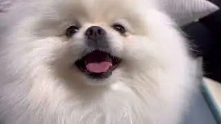8개월  포메 앤디의 한 주
